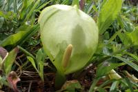 Arum italicum