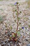 Veronica acinifolia