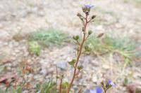 Veronica acinifolia