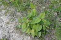 Reynoutria japonica
