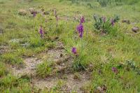 Anacamptis morio