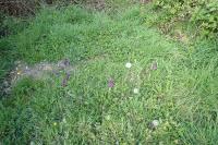 Orchis mascula
