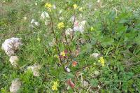 Sinapis arvensis