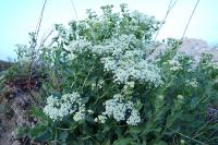 Lepidium draba