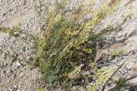 Reseda lutea