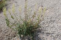 Reseda lutea