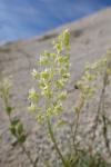 Reseda lutea