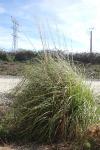 Cortaderia selloana
