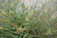 Polypogon viridis
