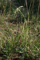 Seseli montanum subsp. montanum