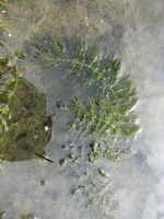 Ceratophyllum submersum