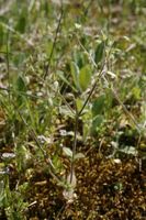Cerastium brachypetalum subsp. brachypetalum