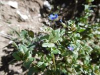 Lysimachia foemina