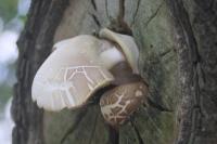 Cyclocybe cylindracea
