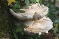 Cyclocybe cylindracea
