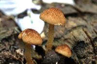 Phaeomarasmius erinaceus