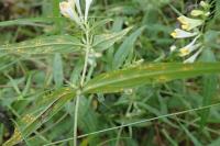 Puccinia moliniae