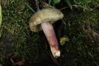 Russula amoenicolor