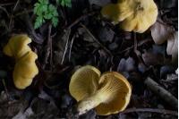 Cantharellus cibarius