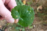 Puccinia glechomatis