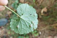 Puccinia glechomatis