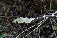 Meruliopsis corium