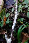 Meruliopsis corium