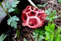 Clathrus ruber