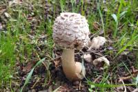 Chlorophyllum brunneum