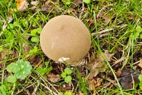 Calvatia excipuliformis