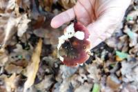 Russula