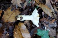 Russula ochroleuca