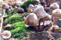 Mycena inclinata