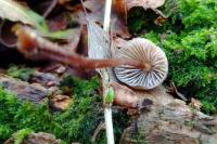 Mycena inclinata