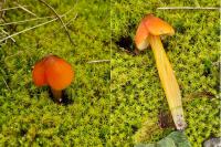 Hygrocybe conica