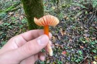 Hygrocybe coccinea