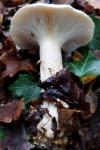 Clitocybe nebularis