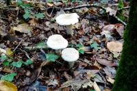 Clitocybe nebularis