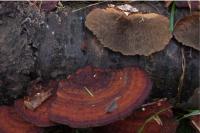 Daedaleopsis tricolor