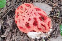 Clathrus ruber