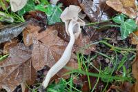 Helvella elastica