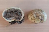 Scleroderma citrinum
