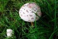 Chlorophyllum brunneum