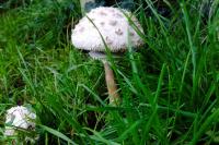 Chlorophyllum brunneum