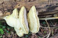 Fomes fomentarius