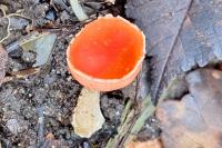 Sarcoscypha