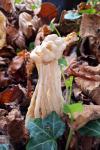 Helvella crispa