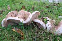 Lactarius controversus