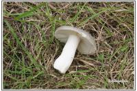 Russula