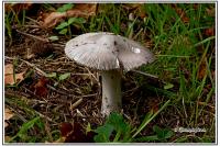 Amanita